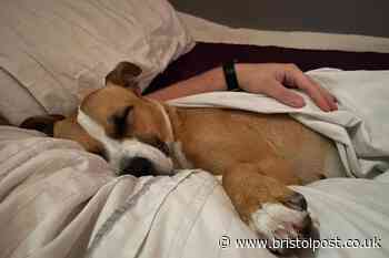 Unrecognisable dog left to starve set to be spoiled this Christmas with new owners