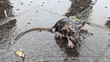 Rück- und Ausblick: So heftig war Braunschweigs Jahrtausendregen