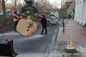 Gesunder Baum muss in Paderborn weichen