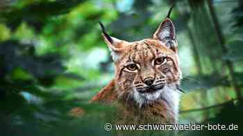 Nächster Luchs im Nordschwarzwald: Reinhold gesellt sich zu Verena und Toni