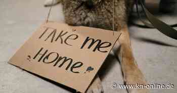 Haustier: Wohin mit meinem Tier, wenn ich es abgeben muss?