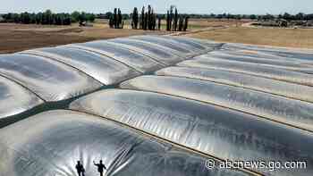 Environmental groups sue over California support for polluting biofuels