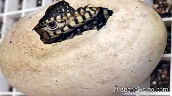 LA Zoo hatches first-ever perentie lizards, one of largest lizard species in the world