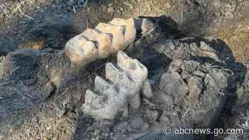 New York man finds mastodon jaw while gardening in his backyard
