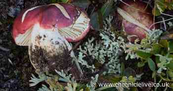 Vegetarian piranha and flying dinosaur among new species named in 2024