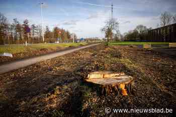 Daarom worden nog voor het einde van het jaar 305 bomen langs Universiteitslaan  gekapt