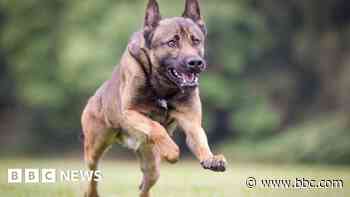 Dog catches van driver who rammed police car