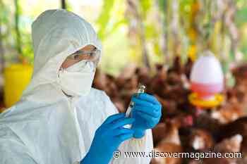 Humans Remain at Low Risk to Spread of the Latest Strain of Bird Flu