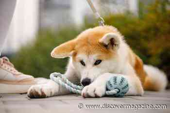 Your Dog Might be Showing Signs of This Common Possessive Aggression