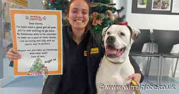 Find Angel a 'forever home' - Dog set to spend third Christmas at Merseyside centre