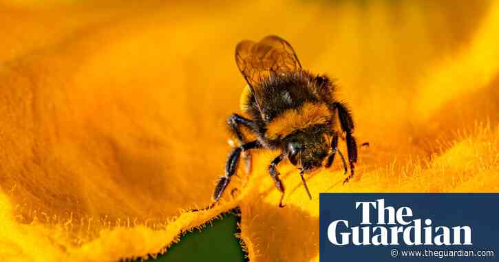 UK to ban bee-killing pesticides but highly toxic type could still be allowed