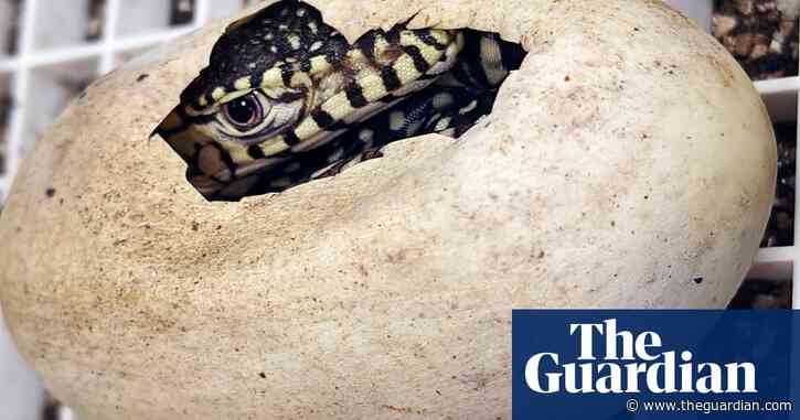 Los Angeles zoo welcomes two perentie lizards, the first to be bred there