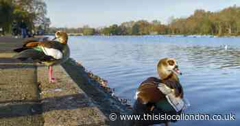 Warning to dog walkers at Regent's Park after 'several' waterfowl injured by pets