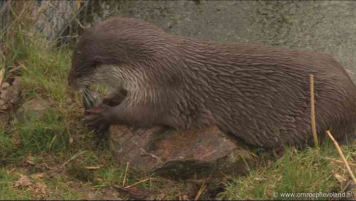 Almere - Otter is definitief thuis in Almere