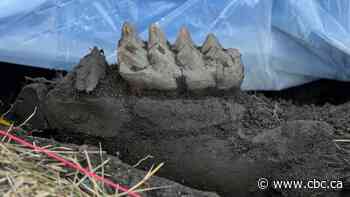 Mastodon teeth found in couple's backyard may shed light on New York's Ice Age