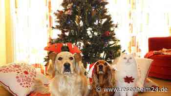 Haustiere als Weihnachtsgeschenk – oder besser nicht?