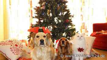 Haustiere als Weihnachtsgeschenk – oder besser nicht?