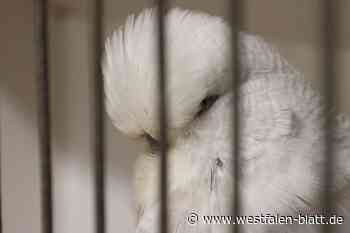 Deutschlands schönster Wellensittich wohnt in Brakel-Riesel