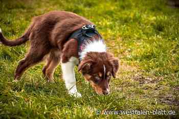 Nach 20 Jahren: Rödinghausen erhöht die Hundesteuer