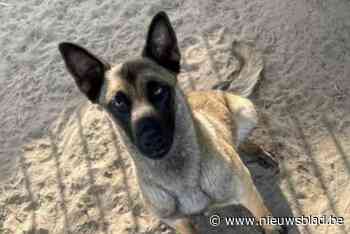 Mechelse herder Roxy werd vergiftigd: “Een gruwelijke dood, die niemand verdient”
