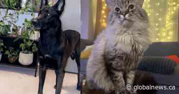 Two pets still missing following fire that destroyed Edmonton family’s home