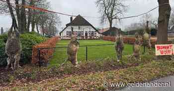 Boer hangt kadavers op als statement: ‘Laten zien dat het zo niet langer kan’