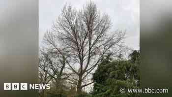 Conservation bid to save 'rare' black poplar