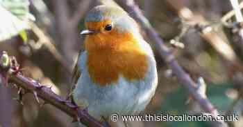 Wild Things: Christmas is a bumper time for robins, but not  RSPB staff