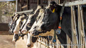 Nederlandse melkaanvoer bijna terug op niveau 2023