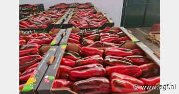 Tripsdruk in paprikateelt Almería