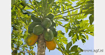 Cacaoschimmel bedreigt Zuid-Afrikaanse papajateelt