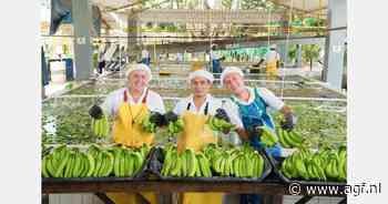 Colombiaanse bananensector sluit 2024 positief af