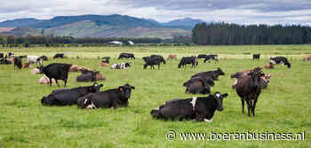 Ruim miljard extra in recordjaar kiwi-veehouder