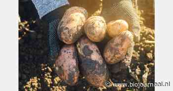 Teeltvoorschriften voor Phytophthora en aardappelmoeheid aangepast