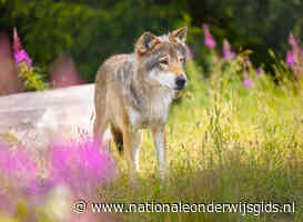 Bso Vrijland durft natuur weer in na incident met wolf