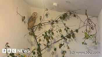 Barn owl caught in kite line 'very lucky' to be rescued