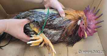 Hahn in Hannover ausgesetzt, Beine mit Kabelbinder gefesselt: Tierschützer suchen Zeugen