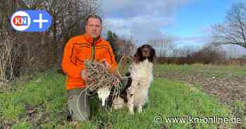 Todesfalle in Hüttblek: Hirsch stranguliert sich in Pferdezaun