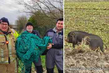 Philip (56) en z’n collega’s vangen ontsnapte varkens: “Die dieren zijn enorm rap”