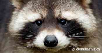 Pet raccoon seized during raid of alleged drug dealer’s tent: Hamilton police