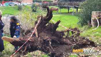 Francesca Ianni morta schiacciata da un albero davanti ai 3 figli. Indagini per omicidio colposo