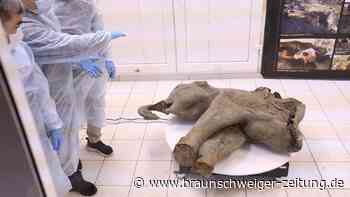 „Außergewöhnlich“: Zehntausende Jahre altes Mammut entdeckt