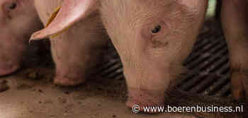 Pas op de plaats voor DCA BestPigletPrice