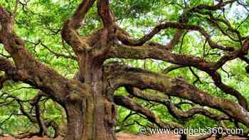 Tracing the Origins of Oaks: How Climate and Tectonic Changes Shaped Modern Trees