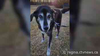 Dog lost in Saskatchewan during cross-country trip reunited with family