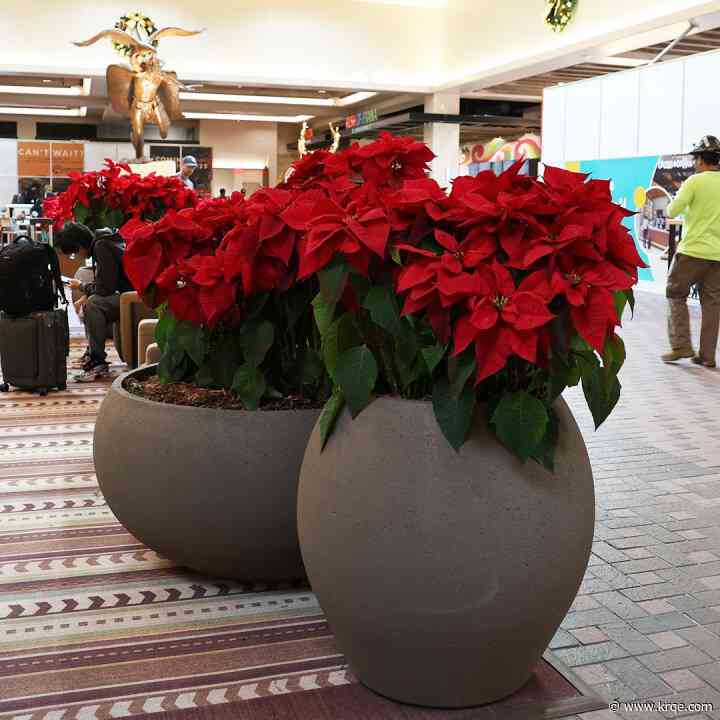Sunport decorated with poinsettias for holiday season