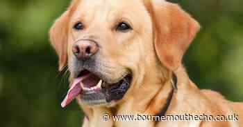 Waggy Tails Rescue faces overwhelming demand and rising costs