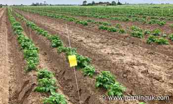 Biostimulants boost blight threatened potatoes, trials conclude