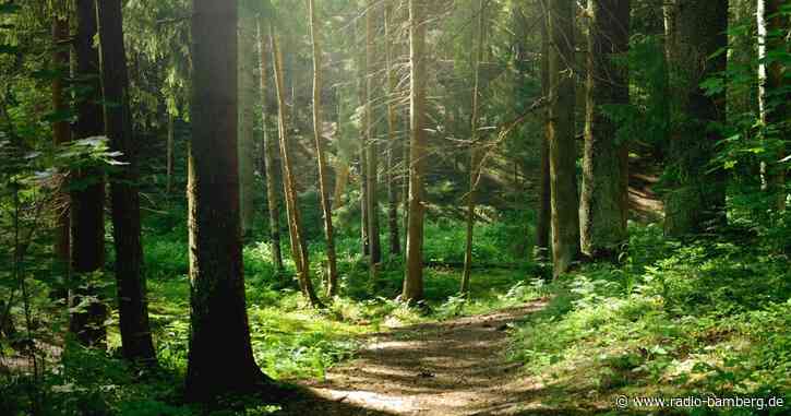 Waldzustand: Bäume leiden immer noch