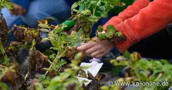 Wissenschaftler fordern mehr Schulgärten in Deutschland